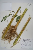 藏品(青莧)的圖片