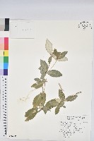 藏品(裡白巴豆)的圖片