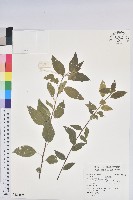 藏品(恆春鐵莧)的圖片