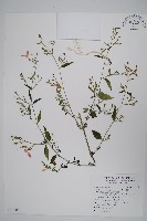 藏品(槍刀菜)的圖片