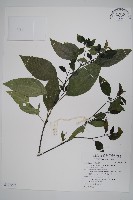 藏品(長花九頭獅子草、山藍)的圖片