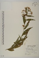 藏品(臺灣馬蘭)的圖片