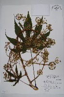 藏品(臺灣八角金盤)的圖片