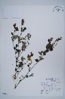 藏品(曲莖馬藍)的圖片