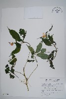 藏品(紫花鳳仙花)的圖片