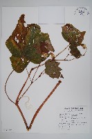 藏品(裂葉秋海棠)的圖片