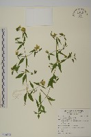 藏品(台灣月桃)的圖片