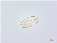 藏品(天門冬)的圖片