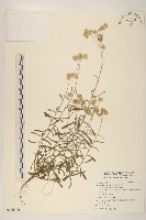 藏品(絲綿草)的圖片