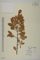 藏品(黃氏衛矛、玉山衛矛)的圖片