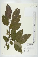 藏品(山柿, 山豆柿)的圖片