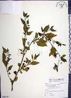 藏品(光果龍葵)的圖片