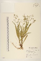 藏品(兔仔菜)的圖片