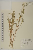 藏品(小葉藜)的圖片