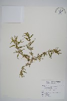 藏品(蓮子草)的圖片