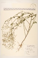 藏品(一枝香)的圖片