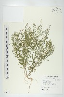 藏品(獨行菜)的圖片