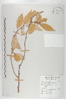 藏品(鄧氏胡頹子)的圖片