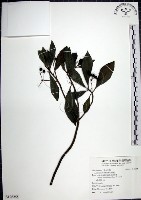 藏品(樹杞)的圖片