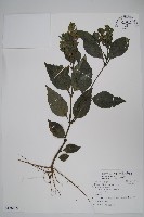 藏品(直立半插花)的圖片