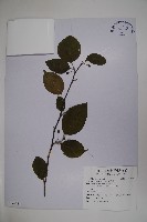 藏品(草野氏冬青)的圖片