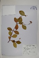 藏品(蘭嶼絡石)的圖片