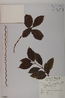 藏品(草珊瑚、紅果金粟蘭)的圖片