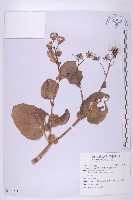 藏品(蘭嶼木耳菜)的圖片