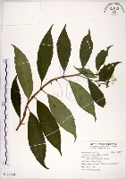 藏品(華八仙)的圖片