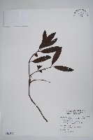 藏品(大錦蘭)的圖片