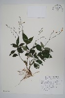 藏品(針刺草)的圖片