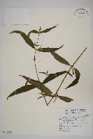 藏品(柳葉牛膝)的圖片