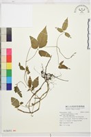 藏品(小木通)的圖片