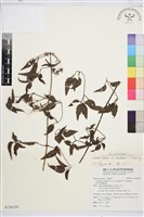 藏品(大肚山威靈仙)的圖片