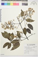 藏品(柱果鐵線蓮)的圖片