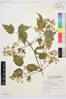 藏品(串鼻龍)的圖片