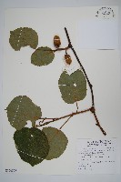 藏品(臺灣羊桃)的圖片