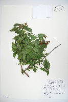 藏品(狹葉莢迷)的圖片