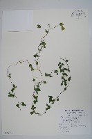 藏品(玉山山奶草)的圖片