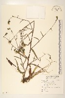 藏品(毛蓮菜)的圖片