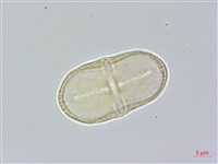 藏品(玉山當歸)的圖片