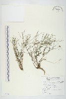 藏品(玉山筷子芥)的圖片