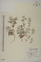 藏品(玉山抱莖籟簫)的圖片