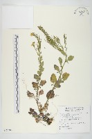 藏品(山芥菜)的圖片