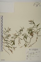 藏品(玉山抱莖籟簫)的圖片