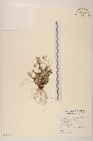 藏品(玉山薄雪草)的圖片