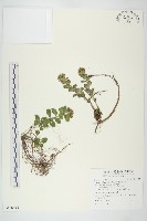 藏品(穗花佛甲草)的圖片