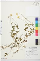 藏品(蓬萊毛茛)的圖片