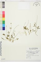 藏品(高山毛茛、檜林毛茛)的圖片