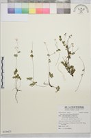 藏品(傅氏唐松草)的圖片